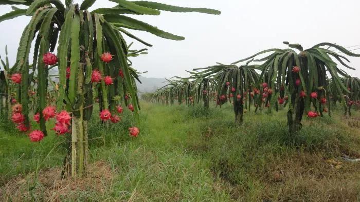 农村赚100万的项目有哪些,农村荒地种植什么最赚钱