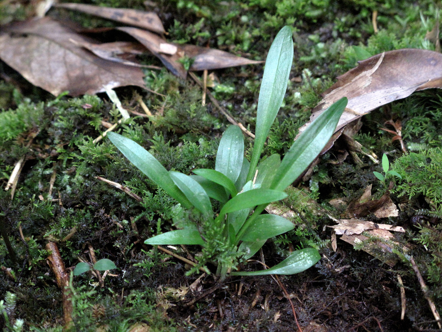 海曙龙观乡深山中首次发现珍稀兰科植物——浙江金线兰