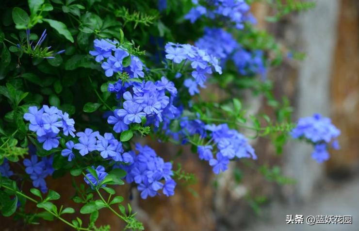 夏季开花的兰花品种有哪些,最适合室内养的8种开花植物