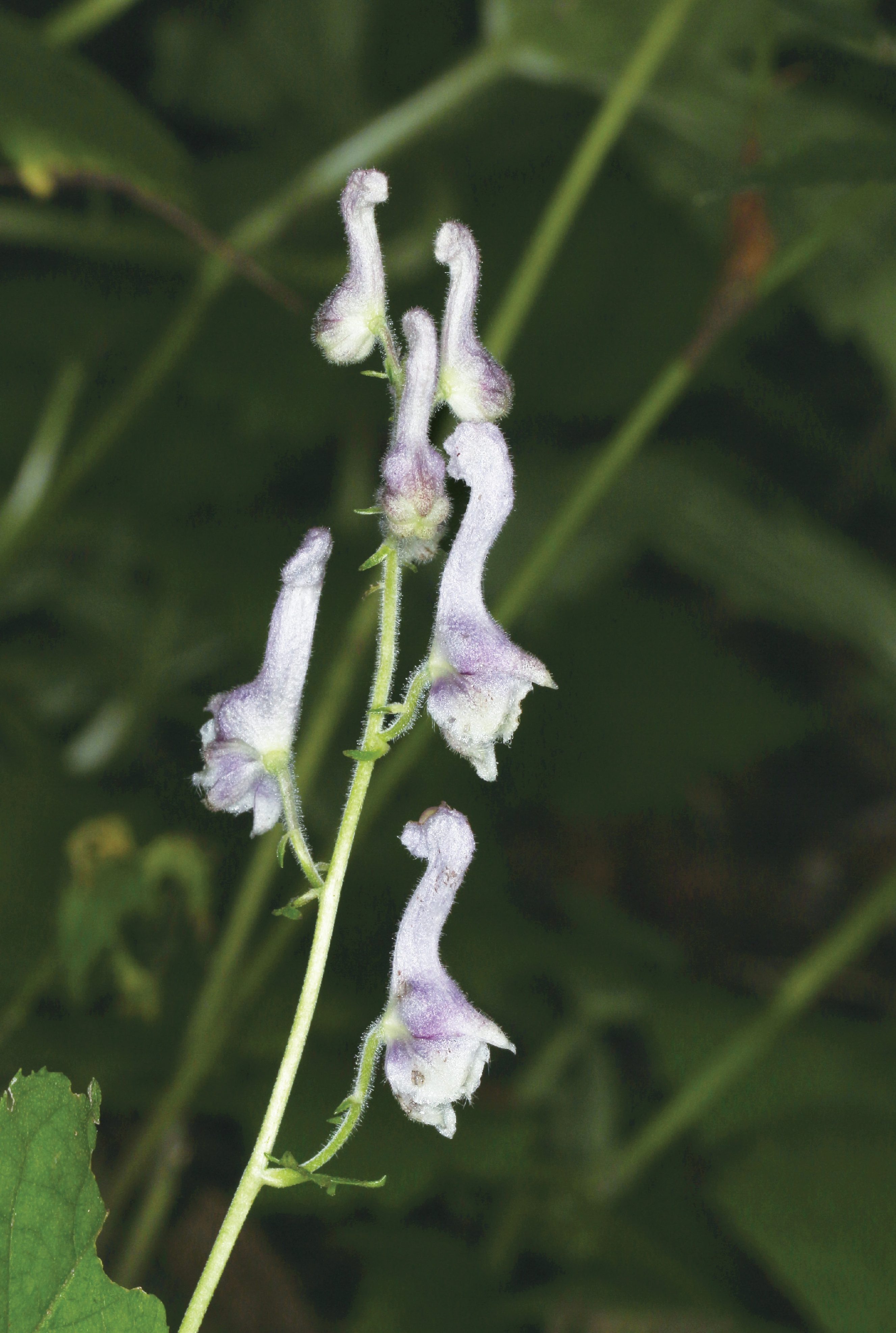 这里有像天鹅的乌头，像棉花的铁线莲，带上这本书，来玉渡山赏花