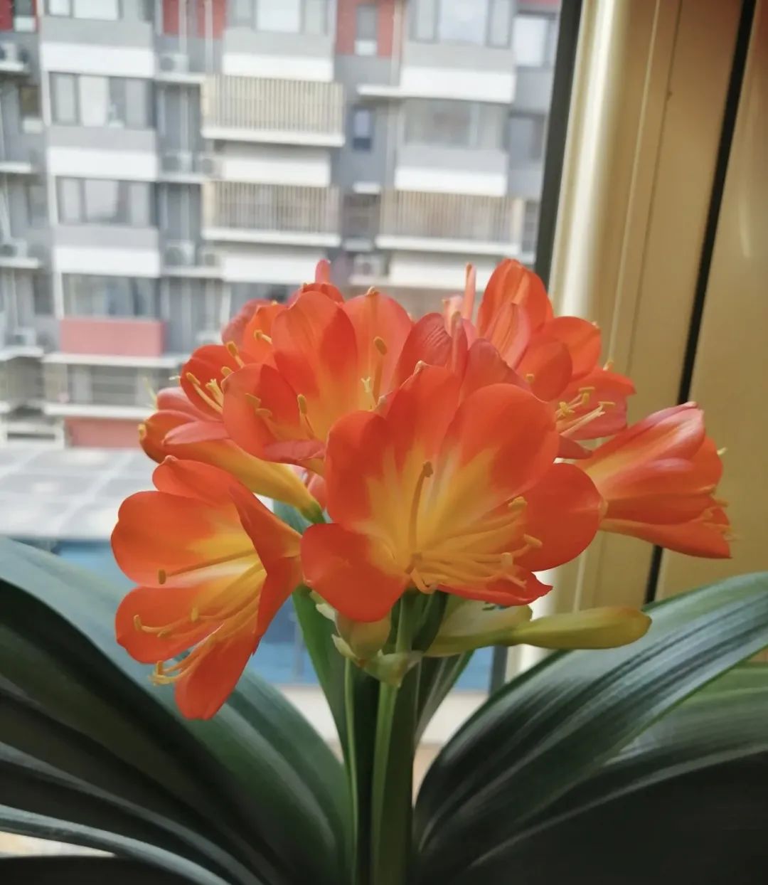 养花公认最美4种花满屋飘香,什么花可以给家里带来阳气好运