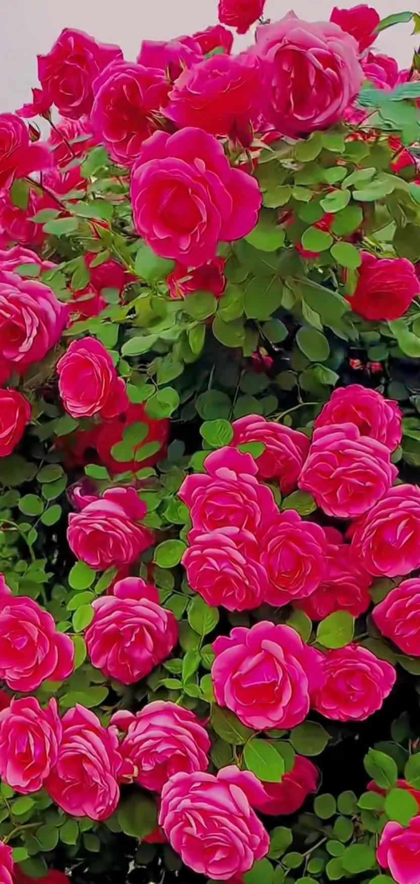 美到极致的月季花图片,仙气十足的月季花图片