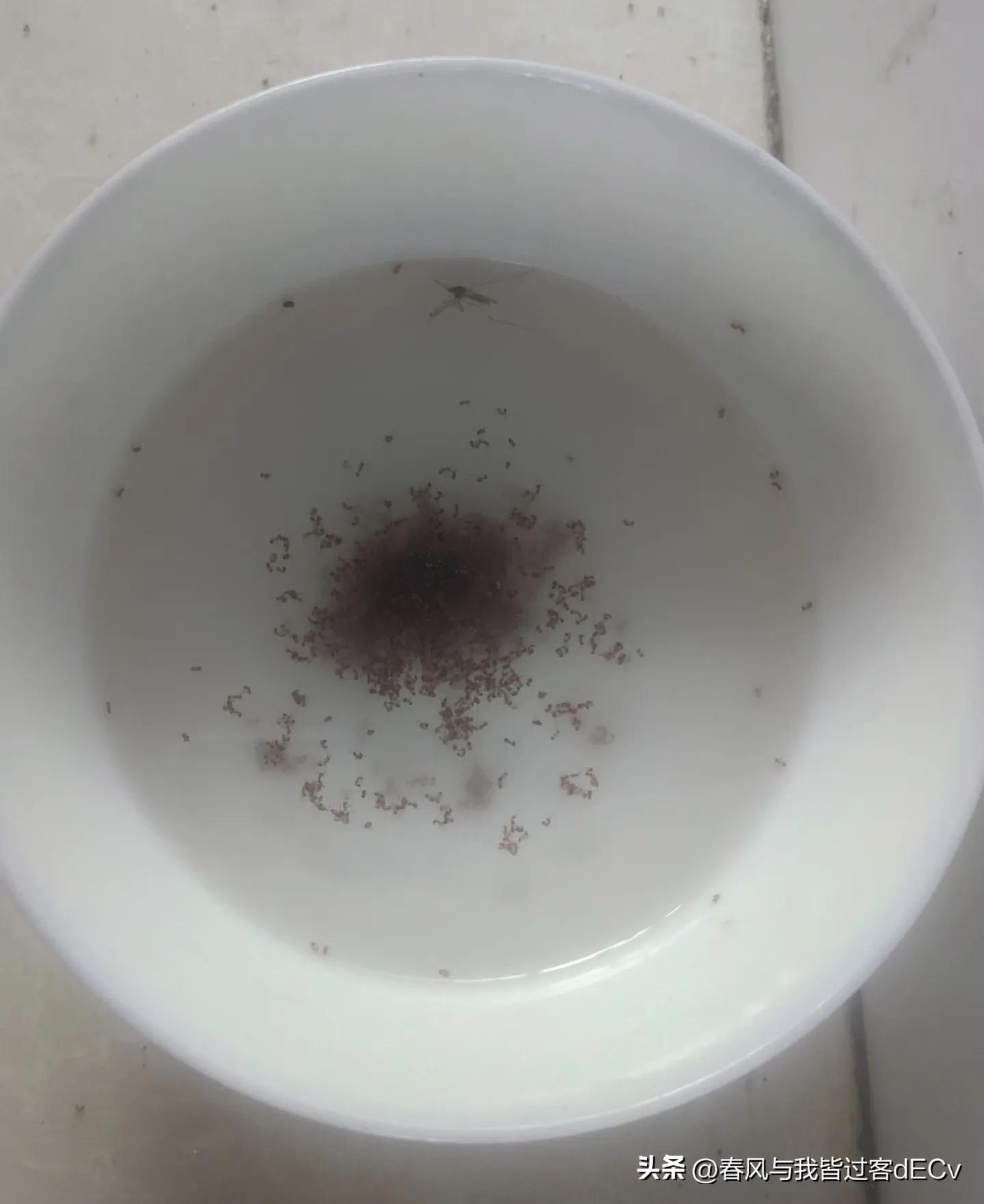 灭蚂蚁小方法,灭蚂蚁有什么教程