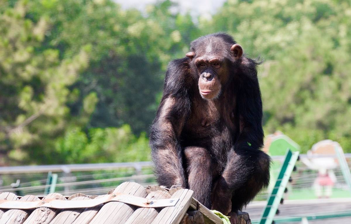 老虎狮子为什么可以杂交,为什么狮子和老虎能杂交
