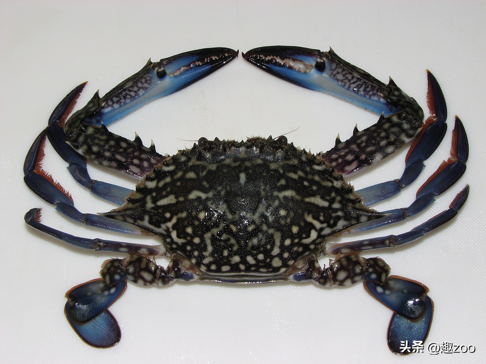 螃蟹都有什么品种哪种最大最好吃,螃蟹的种类有哪些哪种螃蟹最好