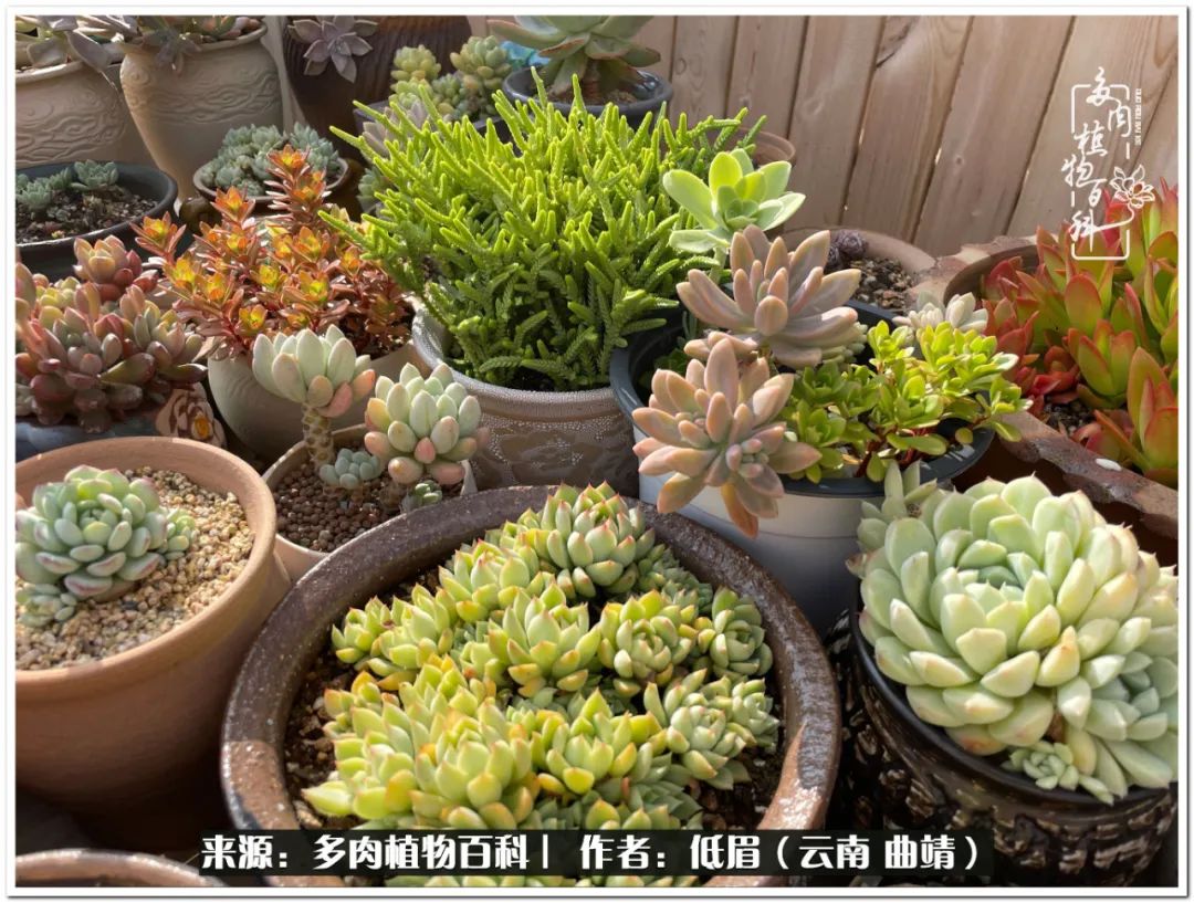 养了七年多肉,养了八年的肉肉终于开花了