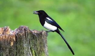 面包夹知识,面包夹心冷知识