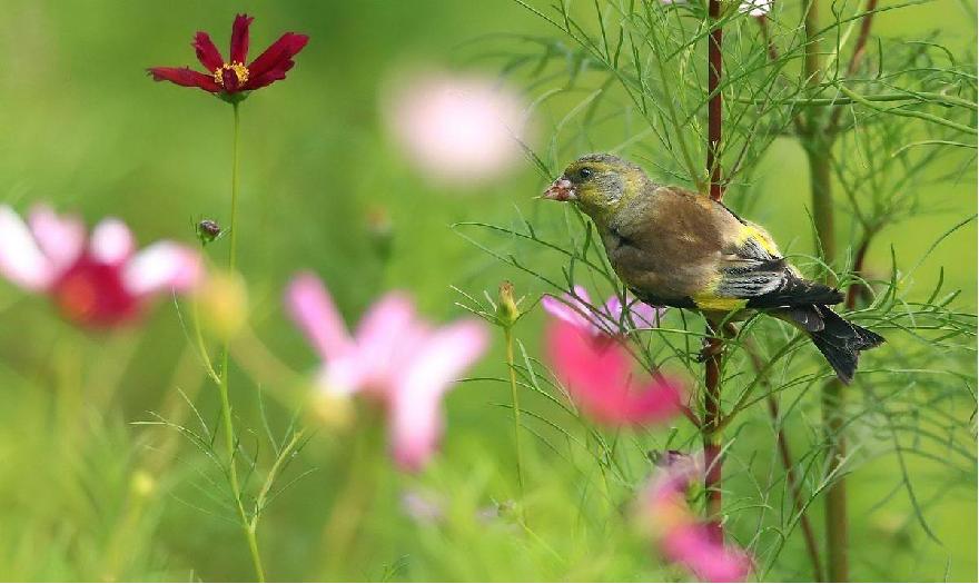春日美景句子,春日美景日记