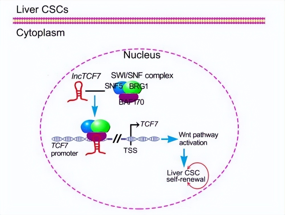 ZIP转运蛋白内部锌摄取的组氨酸突变体细胞活性自我调控机制