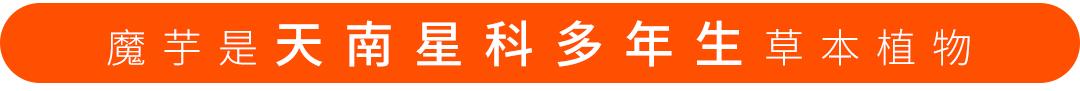 不同品种魔芋葡甘聚糖含量,魔芋甘露低聚糖的保健功能及应用