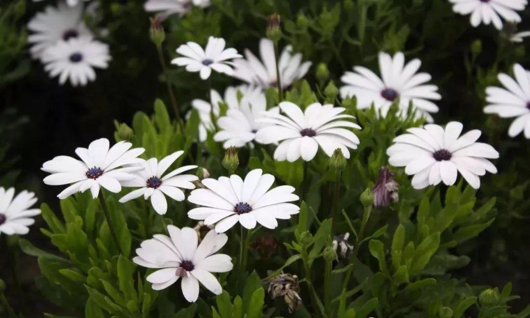 花卉种子的播种方法和注意事项,盆栽花卉种子种植技巧都有哪些