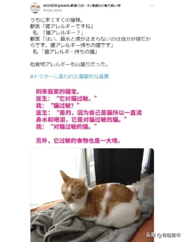 猫拉粑粑拉不出来不吃东西,猫老是叫还到处拉尿怎么办
