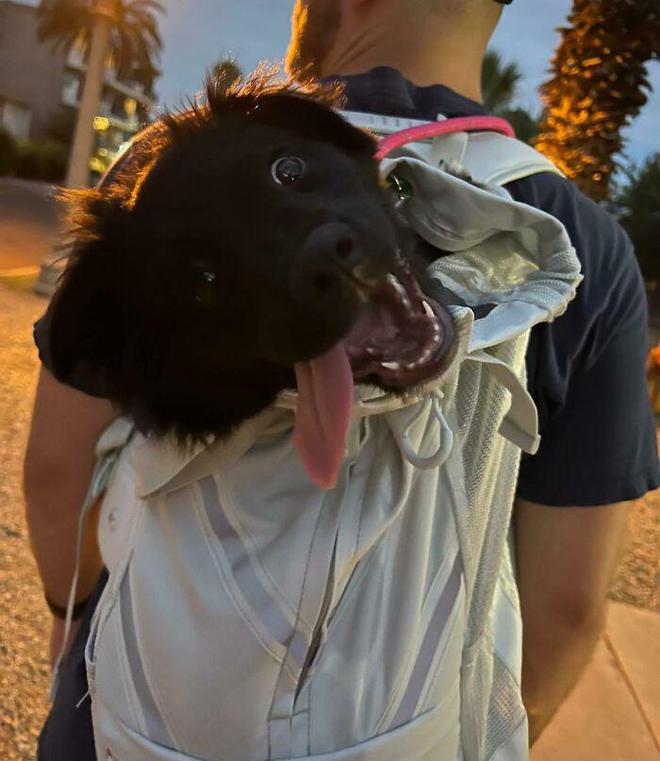 一身反骨的狗狗也有温柔的一面,天生反骨狗狗