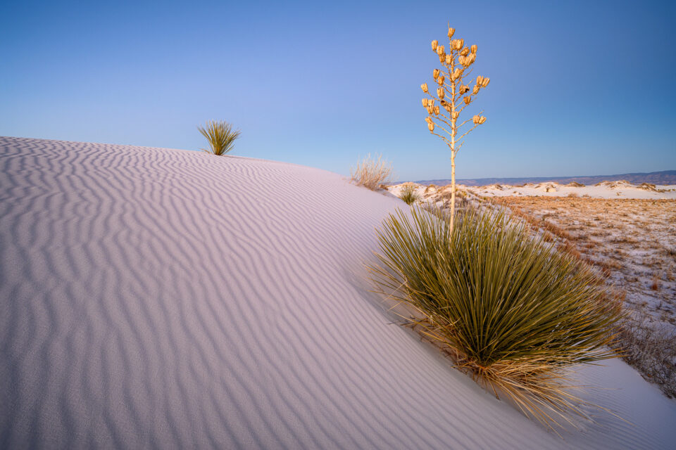 尼康z系列图片大全,尼康Z口系列