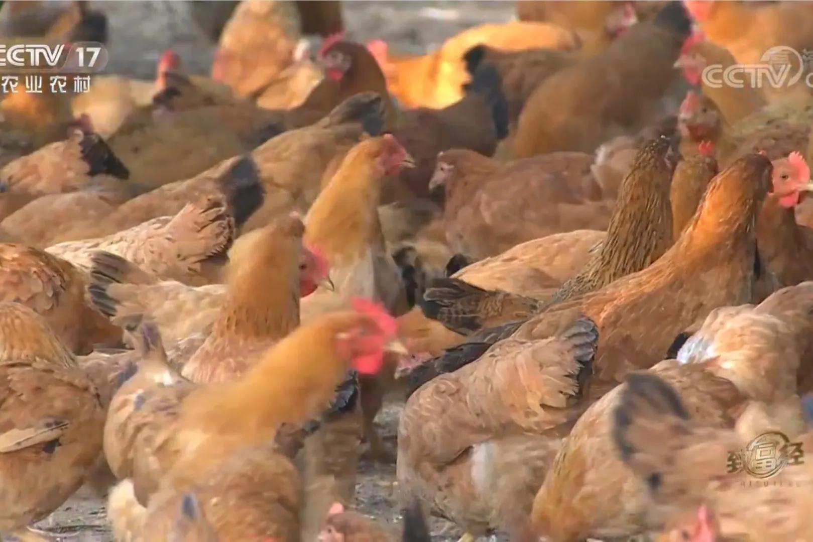 男子承包600多亩玉米血本无归,33岁男子承包900亩荒山