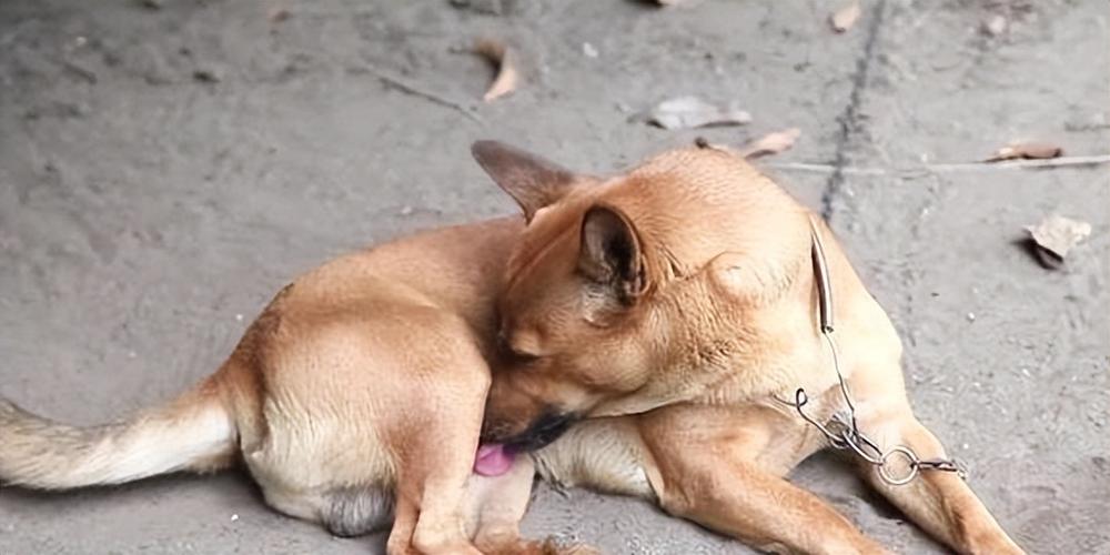 狗狗总是舔尿道怎么回事,狗狗总是舔关节部位是为什么