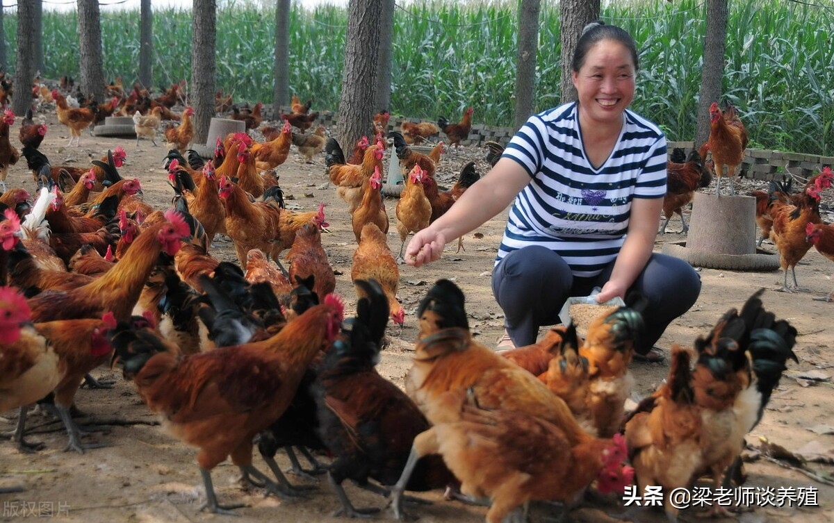 阿莫西林养鸡六大经典搭配,阿莫西林在养鸡中能治什么病