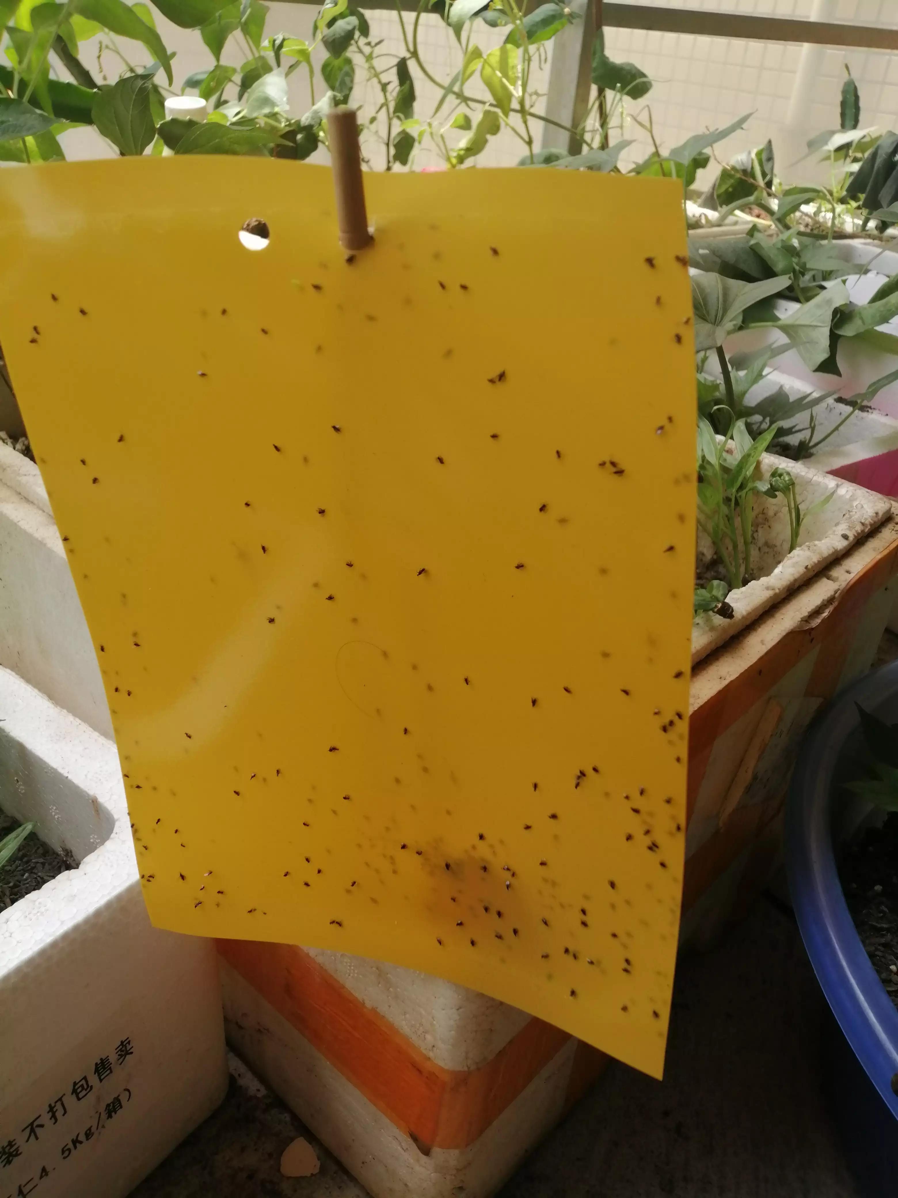 阳台种菜怕蚊虫怎么办,阳台种植蔬菜怎么防止土生虫