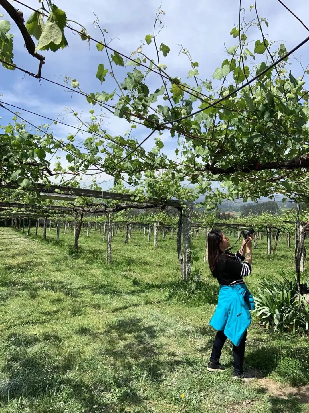 专访DianaHan|在负责西班牙酒推广项目时，一个report写上百页