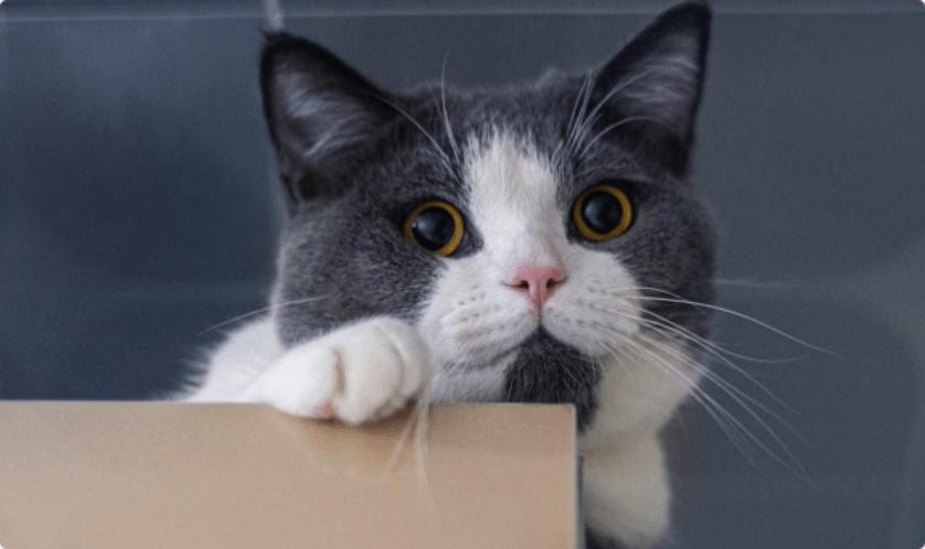 希宝猫罐头旗舰店,什么牌子的猫罐头质量好