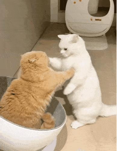 每日一笑闺蜜交了新男朋友,每日一笑之闺蜜交了新男朋友