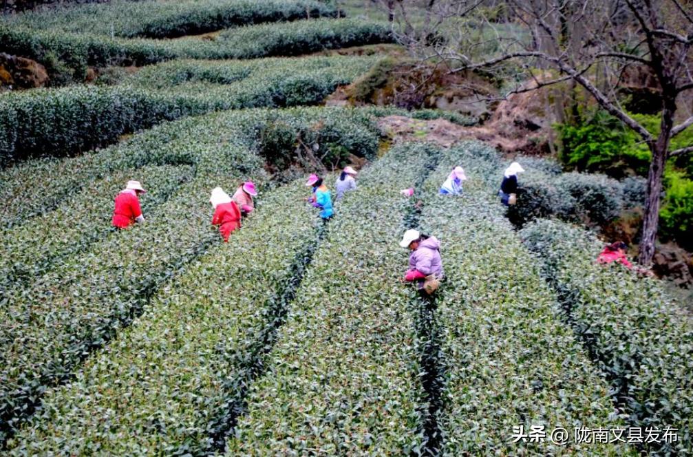 五一想去玩哪也没去,文县旅游一日游
