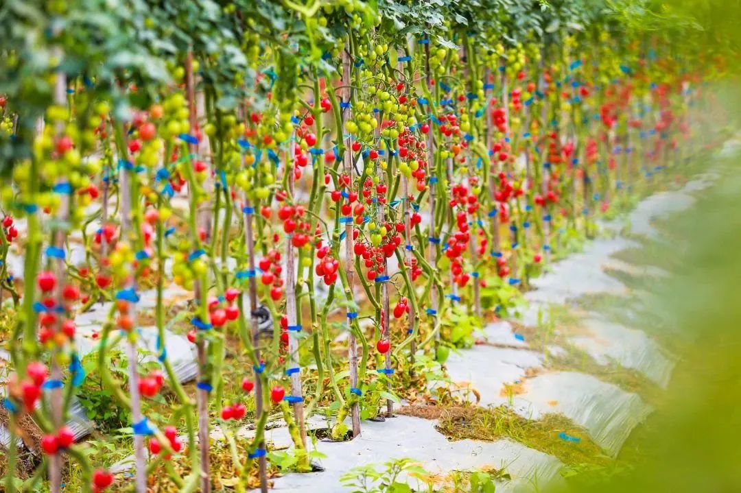 冬日露营围炉煮茶的闲适和惬意,记一次秋天的围炉煮茶露营