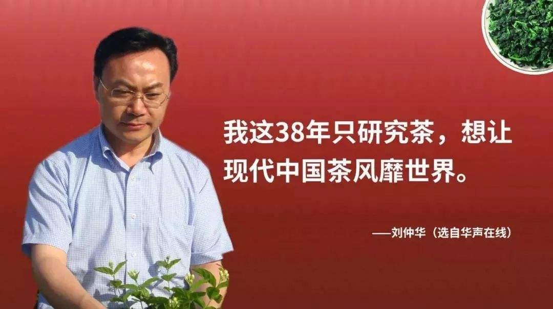 茶叶行业品牌策划全案,茶叶行业成功案例