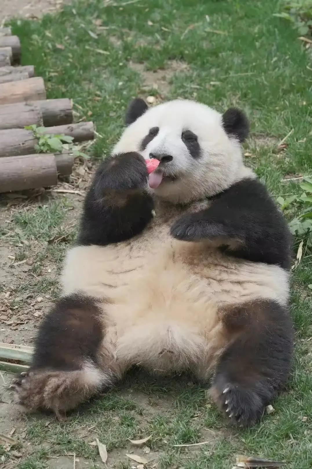 大熊猫花花和荷叶的温暖瞬间,国宝大熊猫和花萌萌哒瞬间