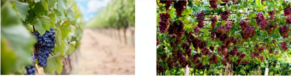 在休闲度假区有什么项目可操作,快来看看哪些项目更受欢迎