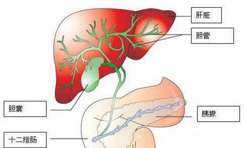 为什么胆有结石必须摘了,胆结石医生为什么都建议割胆