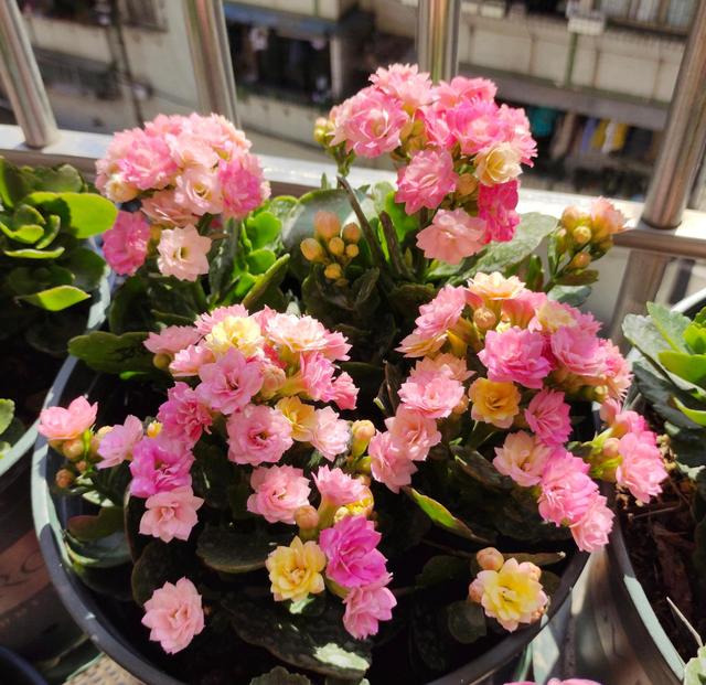 长寿花叶子畸形了,长寿花叶子小是怎么回事