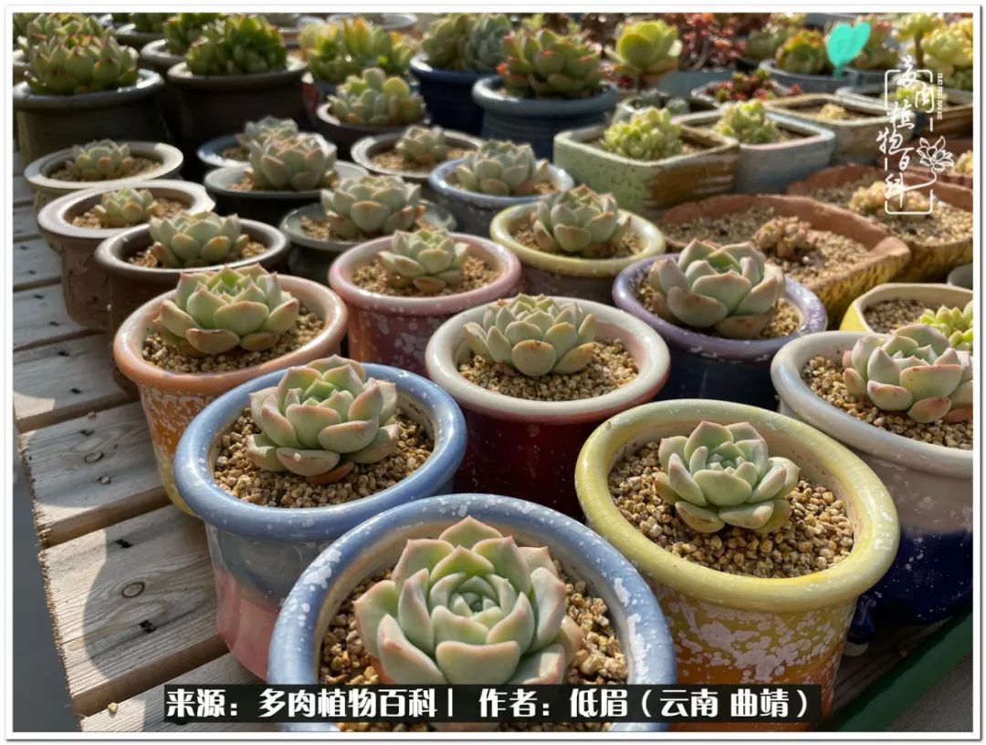 养了七年多肉,养了八年的肉肉终于开花了