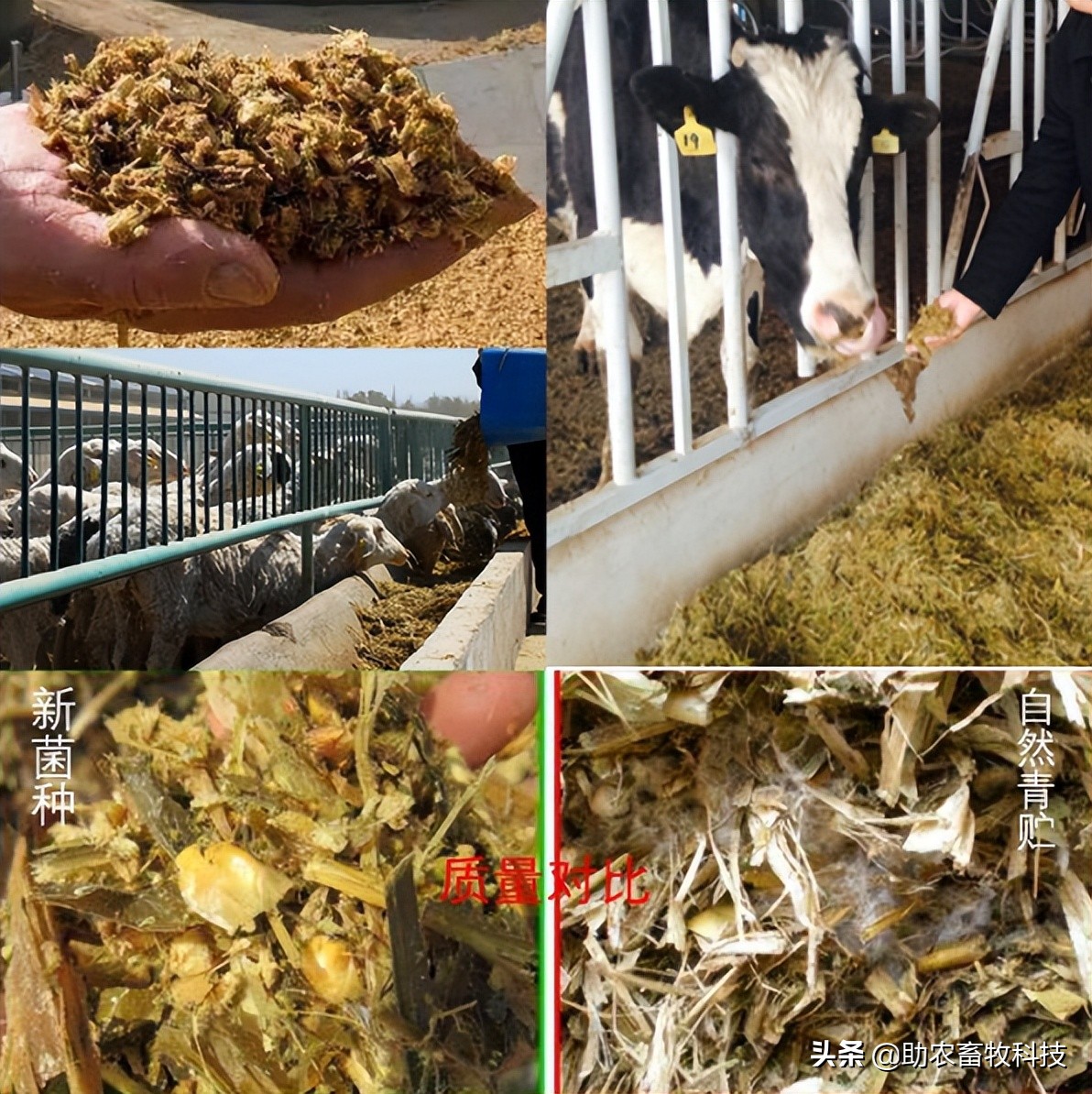 不同比例甘蔗渣在糖蜜添加下对发酵型全混合日粮品质消化率的影响