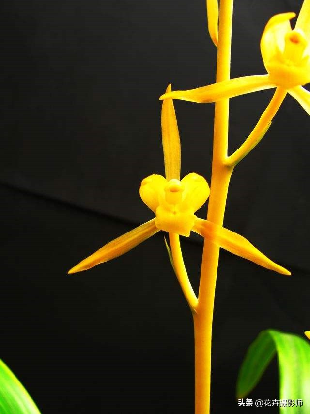 此兰是国兰第一名品,此兰被誉为国兰双圣