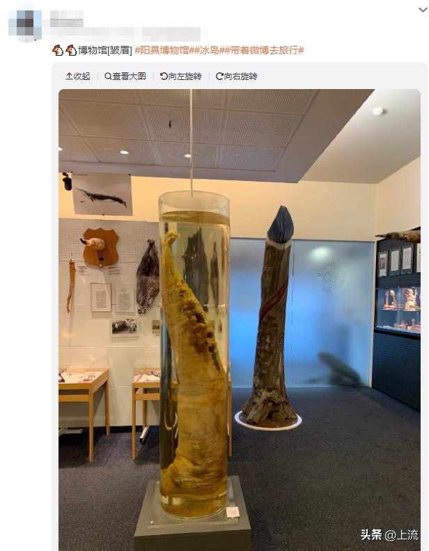 澳洲公袋鼠,袋鼠蛋蛋纪念品