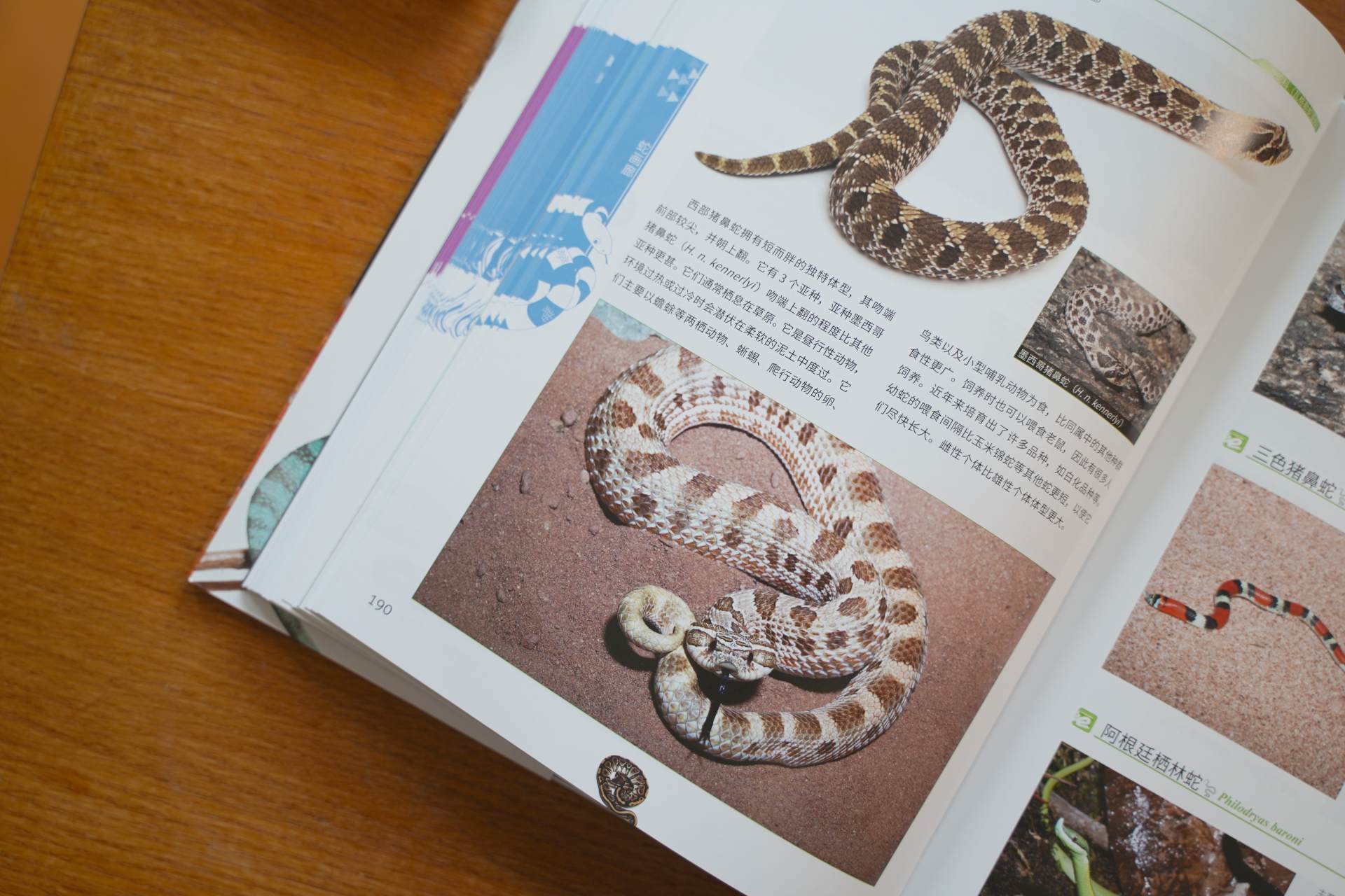 爬行动物世界动物园,世界爬行动物图鉴最新