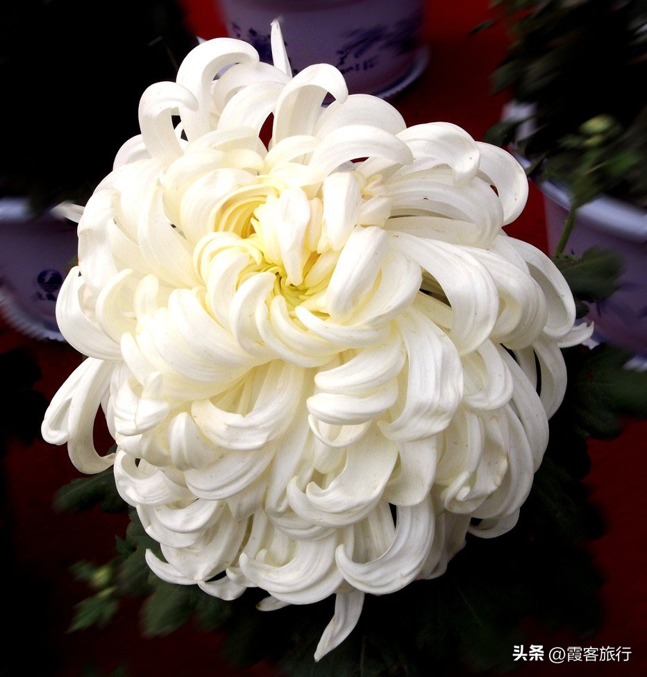 一棵菊花开出多种颜色是为什么,不同颜色的菊花都有哪些意义