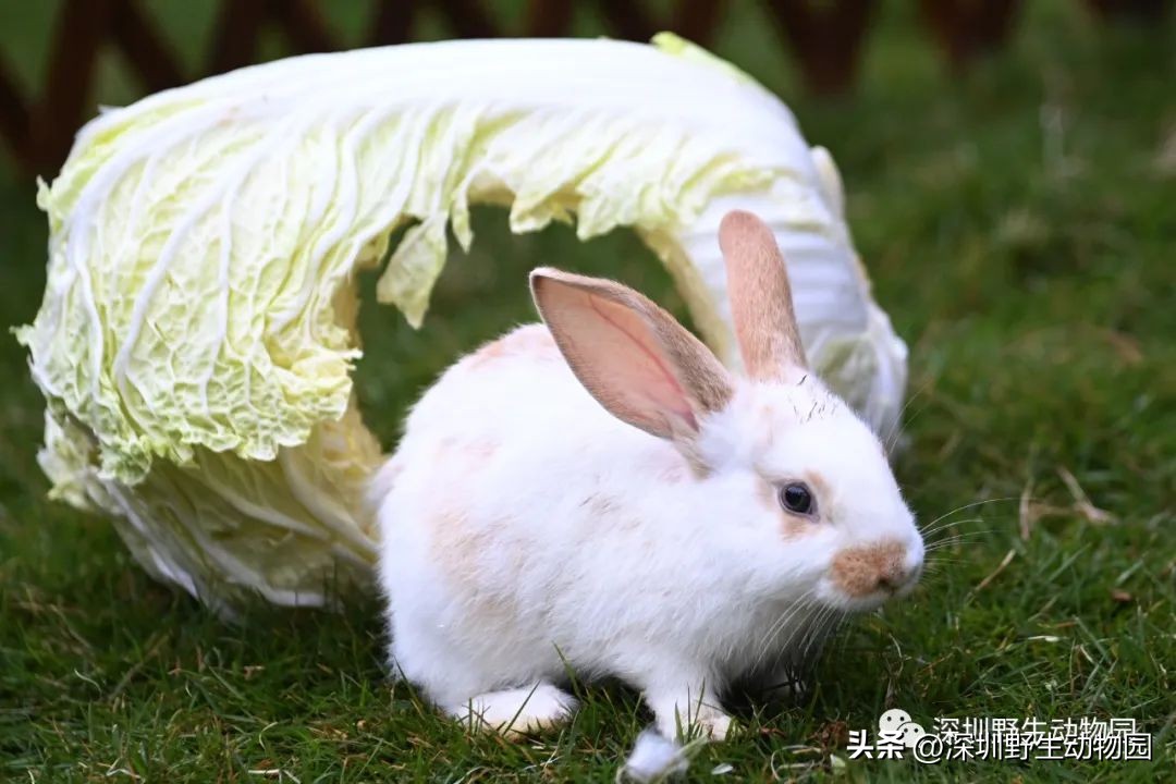 穿山甲穿山乙,穿山穿山甲真的能穿山吗