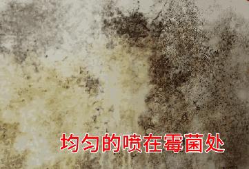 墙上发霉怎么处理才会有霉菌,墙壁上的霉菌霉斑