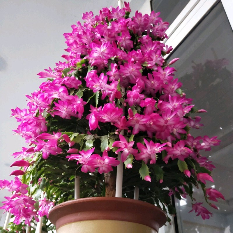 20种吉祥的花,20种年宵花高端又大气