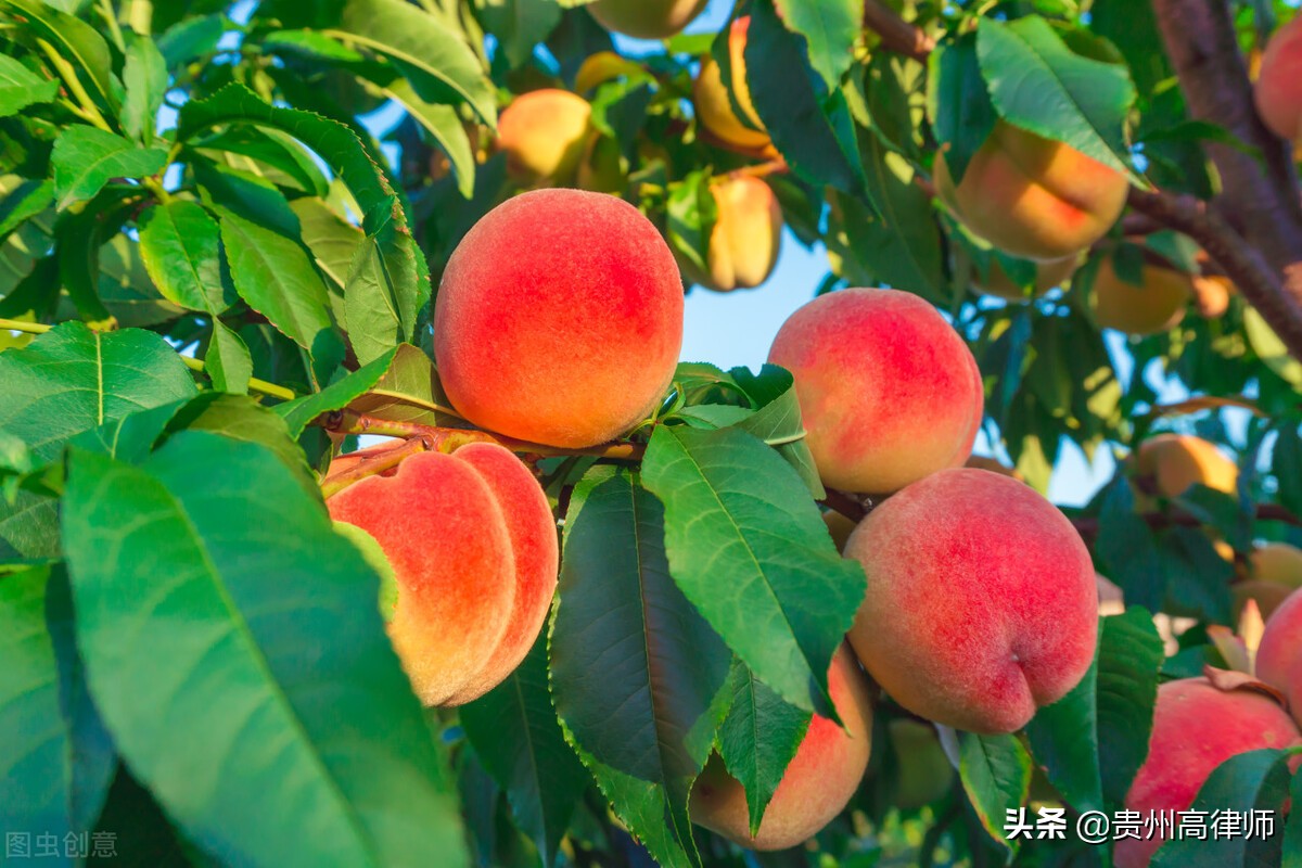 孳息的法律规定,孳息的法律意思