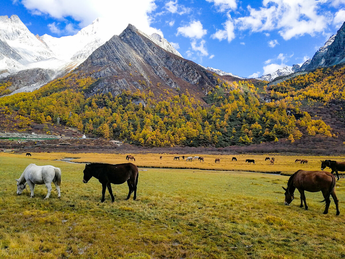 成都包车去九寨沟多少钱,成都去川西报团还是租车
