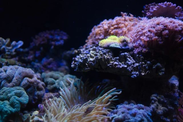 永泰青梅花开全部视频,永泰青梅丰收季节