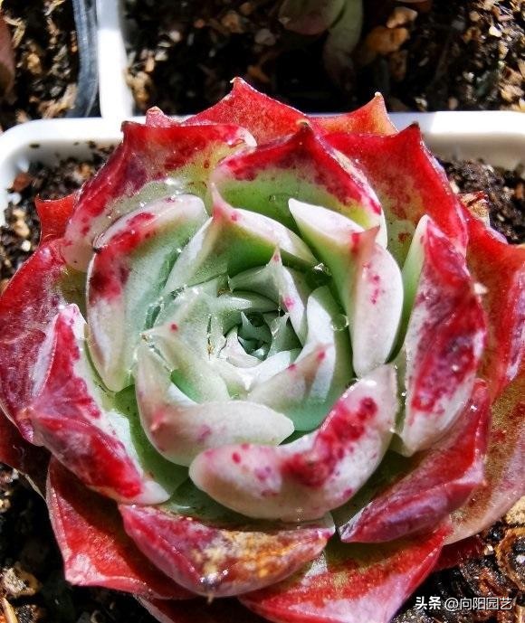 为什么多肉不能大盆养,多肉怎么能养的叶大粗壮呢