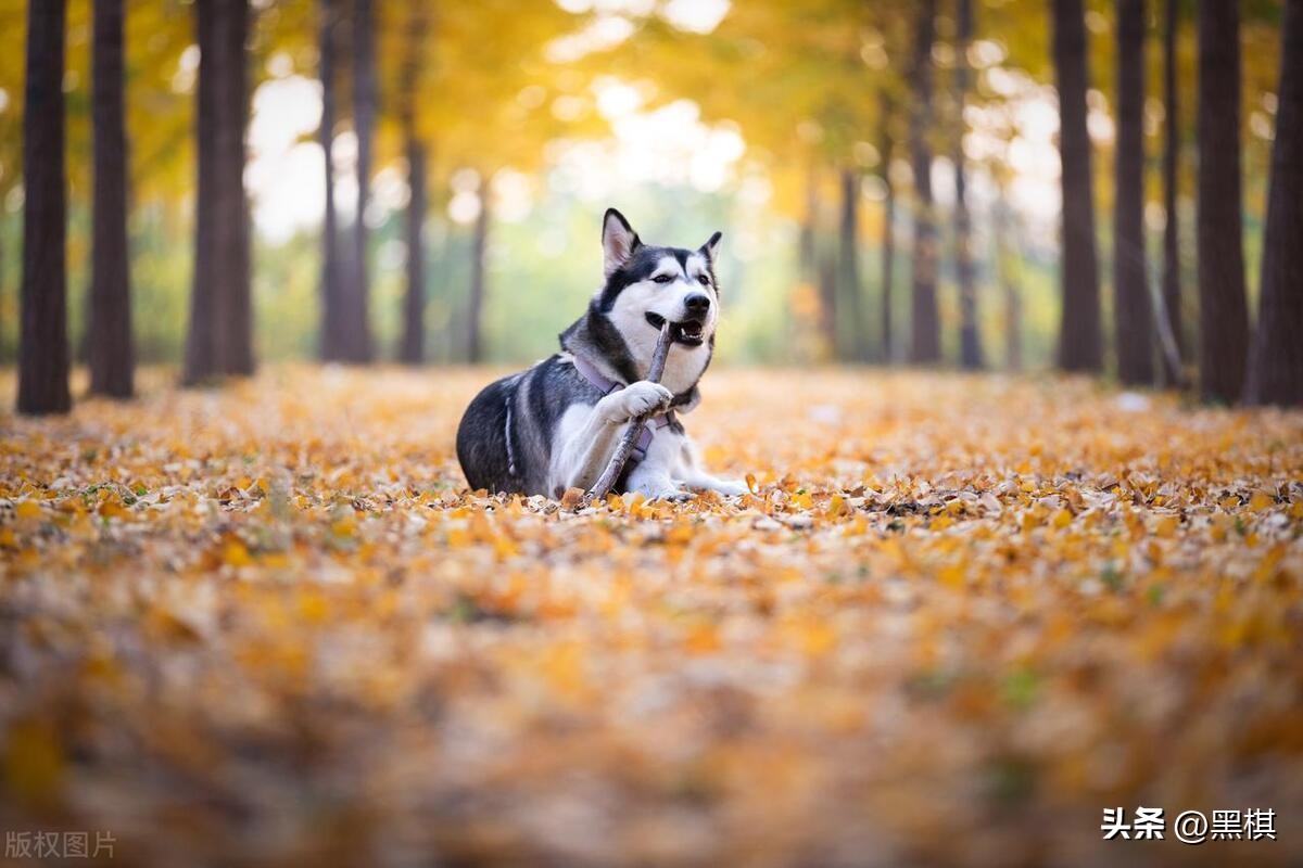 狗狗战斗力排行榜你家上榜了吗,狗狗智商排名第11的狗狗图片