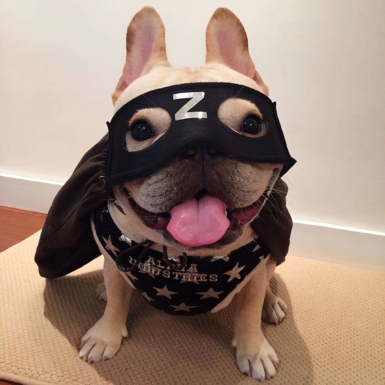 为啥“法斗”越来越受欢迎？宠主：养了看不上其他狗