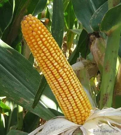 亩产2200斤的先玉335,其高产稳产,很多人容易买错,产量就不同