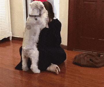 雪纳瑞为什么会把屎拉在窝里,雪纳瑞一定要好好对待自己的狗子