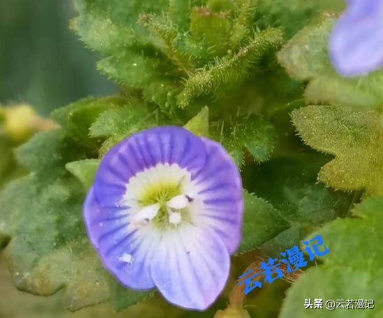 田园春色原创,春天田园春色